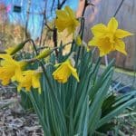 Daffodils