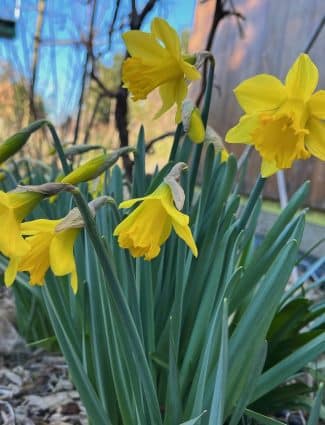 Daffodils