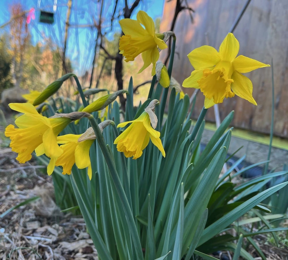 Daffodils