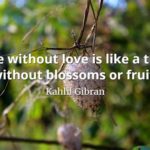 Love Without Blossoms