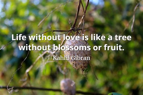 Love Without Blossoms