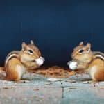 Chattering Chipmunk