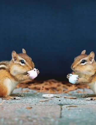 Chattering Chipmunk