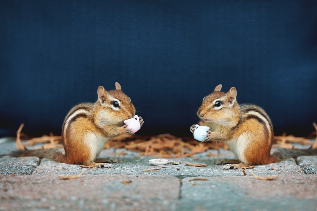 Chattering Chipmunk