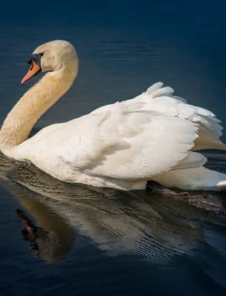 The Swan Lady