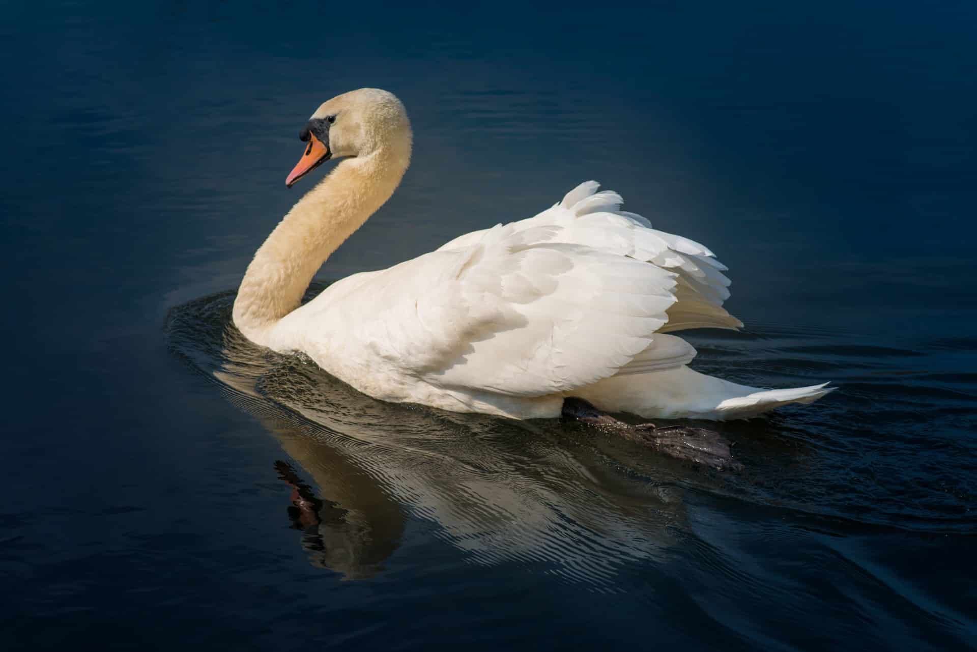 The Swan Lady